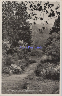 Surrey Postcard - Winkworth, The Azalea Walk  SW13829