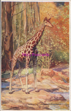 Load image into Gallery viewer, Animals Postcard - Giraffe, Artist Edgar.M.Fisher   SW14243
