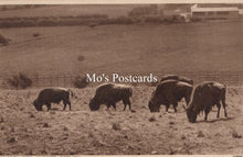 Load image into Gallery viewer, Animals Postcard - Zoological Park, Whipsnade, Bison Hill SW19158