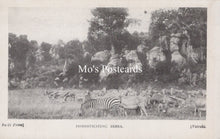 Load image into Gallery viewer, Animals Postcard - Domesticating Zebra, Nairobi  SW19182