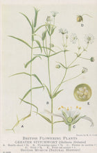 Load image into Gallery viewer, Illustration of Greater Stitchwort plant with labeled parts on a white background