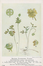 Load image into Gallery viewer, Illustration of British flowering plants, specifically Moschatael, on a white background.