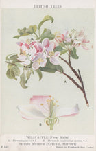 Load image into Gallery viewer, Illustration of a flowering branch with pink flowers and detailed cross-section of a flower, labeled 'Wild Apple' from the British Museum.