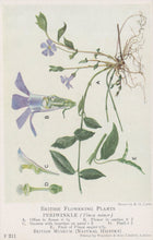 Load image into Gallery viewer, Illustration of a periwinkle plant with labeled parts on a white background