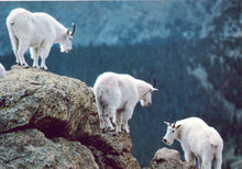 Load image into Gallery viewer, Animals Postcard - Three Mountain Goats Climbing  SW18093