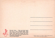 Load image into Gallery viewer, Animals Postcard - Three Mountain Goats Climbing  SW18093