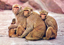 Load image into Gallery viewer, Animals Postcard - Monkeys in Singapore Zoo SW18097