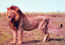 Load image into Gallery viewer, Animals Postcard - The Lion is Magnificently Regal  SW18117