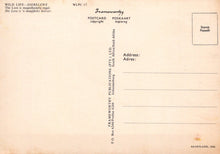 Load image into Gallery viewer, Animals Postcard - The Lion is Magnificently Regal  SW18117