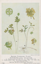 Load image into Gallery viewer, Illustration of a British flowering plant with labeled parts, sourced from the British Museum.