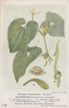 Load image into Gallery viewer, Illustration of birthwort plant with detailed botanical features on a white background