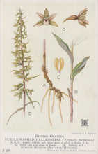 Load image into Gallery viewer, Illustration of British Orchids with labeled parts on a white background