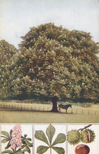 Load image into Gallery viewer, Nature Postcard - Trees, The Horse-Chestnut SW20729