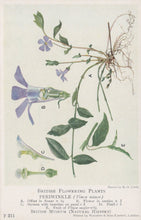 Load image into Gallery viewer, Illustration of a periwinkle plant with labeled parts on a white background