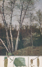 Load image into Gallery viewer, Illustration of birch trees with detailed botanical elements at the bottom.