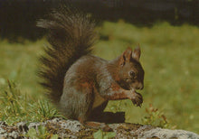 Load image into Gallery viewer, Squirrel on a rock with a blurred natural background