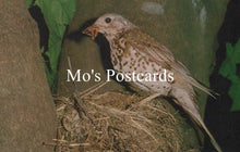 Load image into Gallery viewer, Animals Postcard - Birds, The Mistle Thrush SW19343
