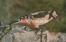 Load image into Gallery viewer, Bird perched on a branch with 'Mo's Postcards' text overlay