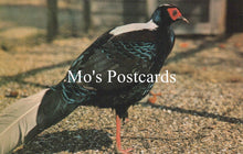 Load image into Gallery viewer, Bird standing on a gravel surface with 'Mo's Postcards' text overlay