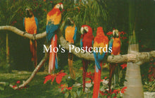 Load image into Gallery viewer, Colorful parrots on a branch with 'Mo's Postcards' text overlay