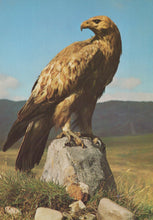 Load image into Gallery viewer, Brown eagle perched on a rock with a mountainous landscape in the background