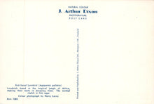 Load image into Gallery viewer, Animals Postcard - Birds, Red-Faced Lovebird VT338