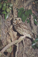 Load image into Gallery viewer, Small owl perched on a branch with leaves in the background