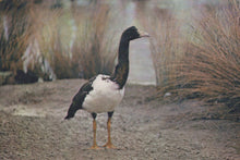 Load image into Gallery viewer, Black and white bird standing on a dirt path with blurred natural background