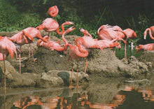 Load image into Gallery viewer, Group of pink flamingos standing on a rocky shore with water reflection.