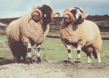 Load image into Gallery viewer, Two rams standing on a rocky outcrop with a grassy field and blue sky in the background.