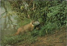 Load image into Gallery viewer, Animals Postcard - British Otter, Otter Trust, Earsham, Suffolk SW16866