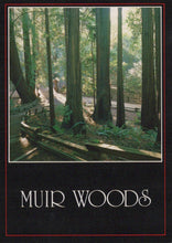 Load image into Gallery viewer, America Postcard - Redwoods, Muir Woods, Marin County SW19201