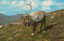 Load image into Gallery viewer, Reindeer standing on a grassy hill with mountains in the background