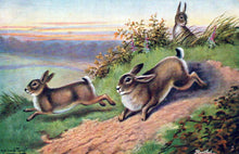 Load image into Gallery viewer, Animals Postcard - Artist View of Startled Hares or Rabbits  SW18283