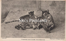 Load image into Gallery viewer, Animals Postcard - Tigress and Cubs, Whipsnade Park SW18924