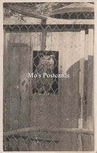 Load image into Gallery viewer, Animals Postcard - Birds, Great Dunmow Owl SW18927