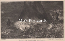Load image into Gallery viewer, Animals Postcard - Bennett's Wallabies, Whipsnade Zoological Park SW18941
