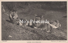 Load image into Gallery viewer, Animals Postcard - Lions, Whipsnade Zoological Park SW18942