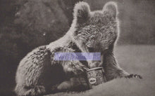 Load image into Gallery viewer, Advertising Postcard - Bear Cub Eating Golden Syrup SW20196