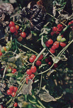 Load image into Gallery viewer, Nature Postcard - Black Bryony, Tamus Communis  SW20300