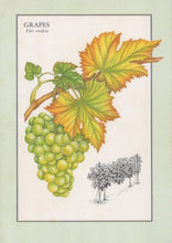 Load image into Gallery viewer, Illustration of green grapes and leaves on a light green background