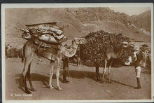 Load image into Gallery viewer, Middle East Postcard - Aden Camels    BH6101

