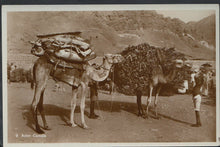 Load image into Gallery viewer, Middle East Postcard - Aden Camels BH6101