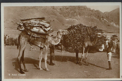 Middle East Postcard - Aden Camels    BH6101