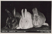 Load image into Gallery viewer, Animals Postcard - Rabbits - The Looe Rabbitries Ltd, Looe   T10500

