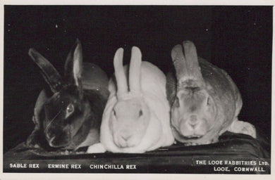 Animals Postcard - Rabbits - The Looe Rabbitries Ltd, Looe   T10500
