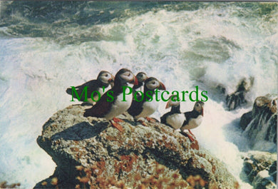 Animals Postcard - Birds - Seabirds - Puffins or Sea Parrots RR12912