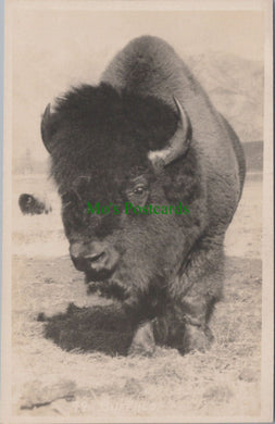 Animals Postcard - A Buffalo - Along The Canadian Pacific Railway Ref.RS30516