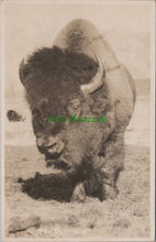 Load image into Gallery viewer, Animals Postcard - A Buffalo, Banff, Canada Ref.SW9872
