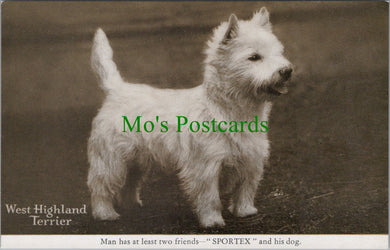 Animals Postcard - Dogs - A West Highland Terrier - 